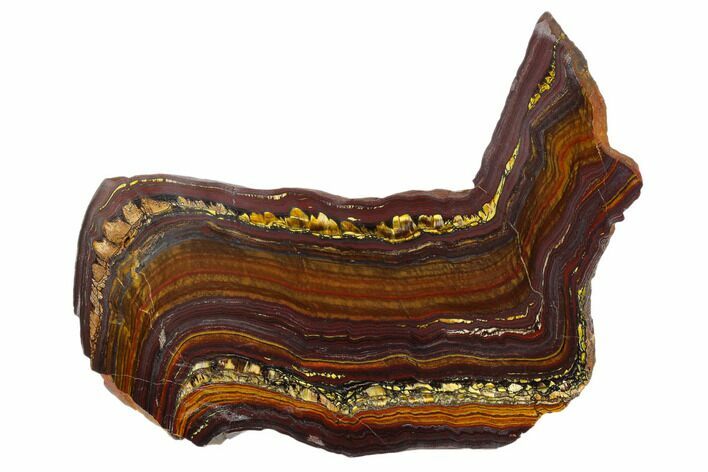 Polished Tiger Iron Stromatolite - Billion Years #129217